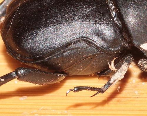 Gymnopleurus mopsus